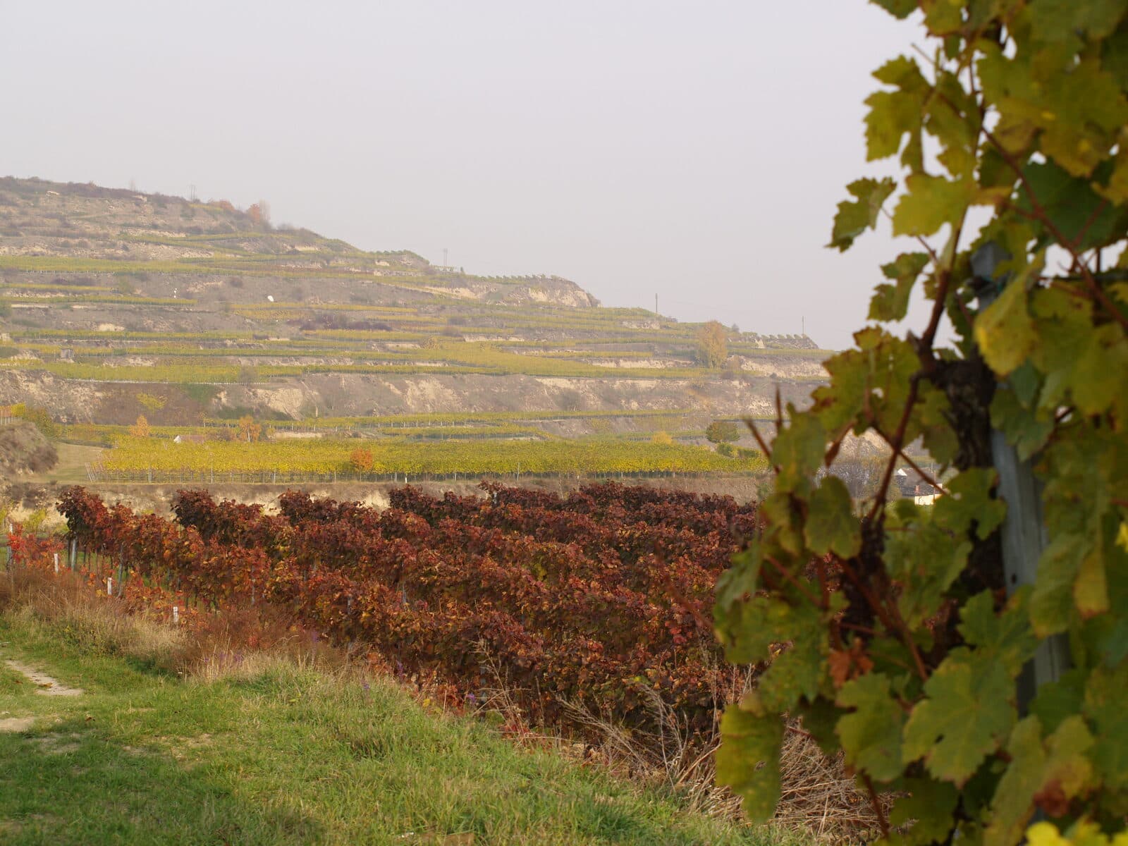 Vineyards in the Kremstal