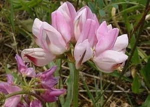 Bunte Kronwicke