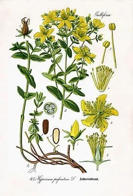 Echtes Johanniskraut