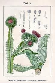 Eselsdistel