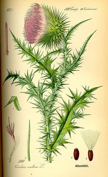 Nickendedistel
