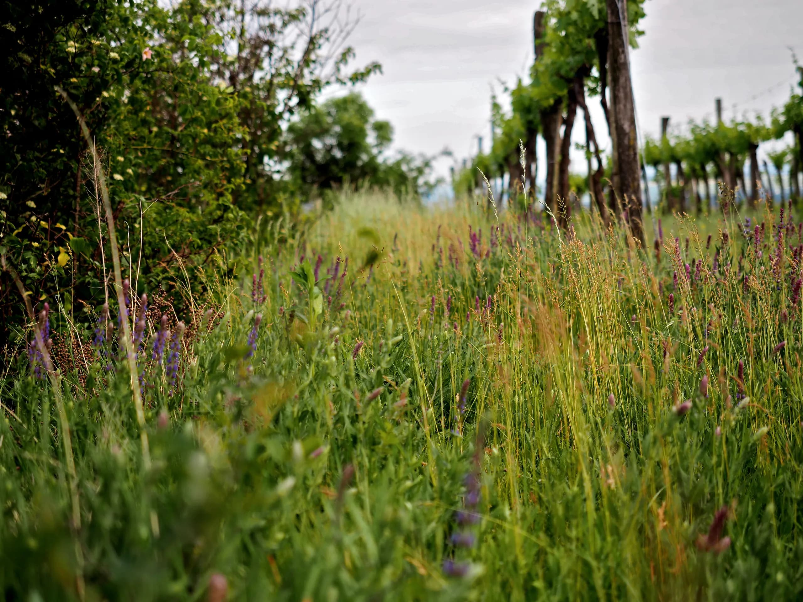 wein