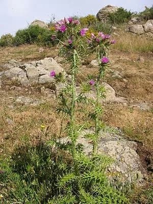 Ringdistel