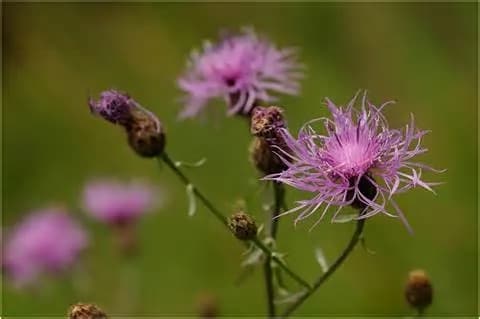 Rispenflockenblume