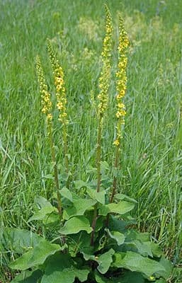 Schwarze Königskerze