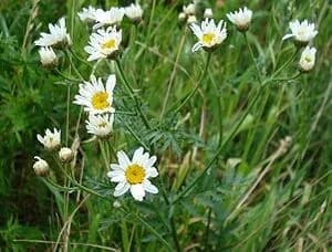 Straußblütige Wucherblume