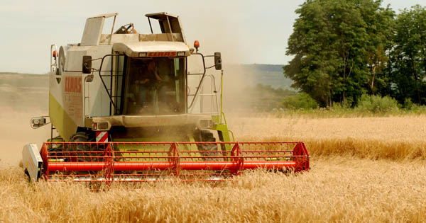 Agrar Mantler, Weizen; Landwirtschaft; biologisch; Gedersdorf;