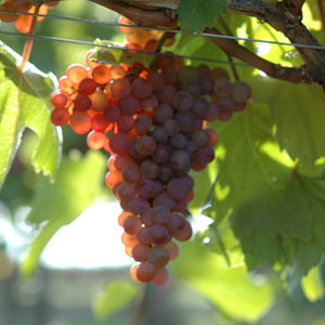 Mantlerhof; Roter Veltliner; RV; Reisenthal;