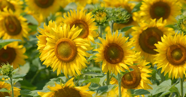 Sonnenlbume; Agrar Mantler; Bio; biologisch; Mantlerhof; Landwirtschaft; Sunflower