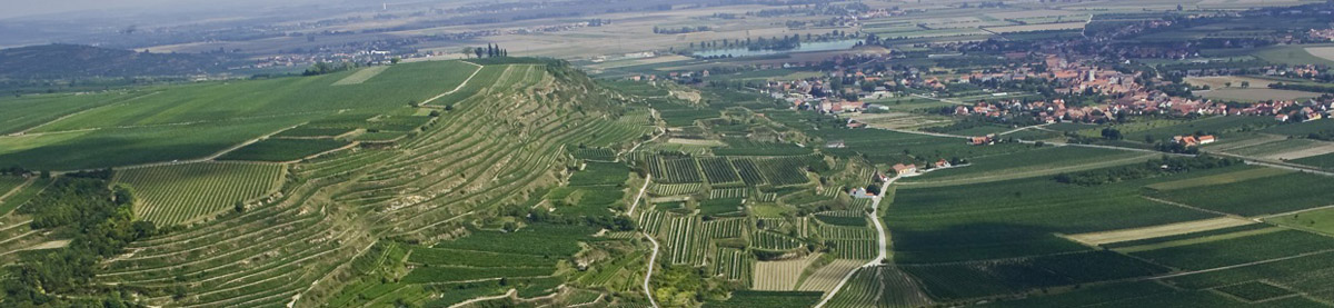 Roter Veltliner; Riesling; Terrassen; Löss; Mantlerhof; bio; biologisch; organic