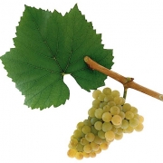 Chardonnay; Österreich; Mantlerhof; Weingut; Bio