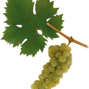 Gelber Muskateller; Mantlerhof; Kremstal