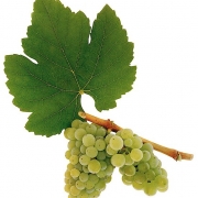 Neuburger; Hommage; Mantlerhof