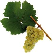 Mantlerhof; Bio; Steingraben; Zeheterin; Mantlerhof